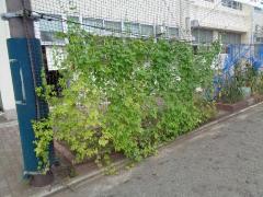 Imagen 1 de la cortina verde de Aizawa la Escuela Elemental