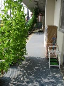 Imagen 1 de la cortina verde de la Futatsu Puente guardería escuela