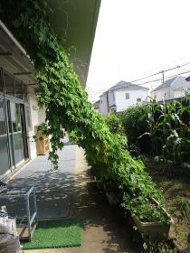Imagen 2 de la cortina verde de la Futatsu Puente guardería escuela