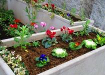 植え替え後花壇のアップ画像