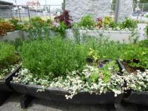 夏の北口花壇の画像