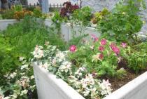 ペチュニアとハツユキカズラの画像