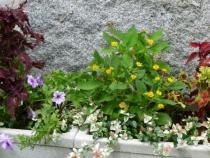 夏の北口花壇のアップ画像