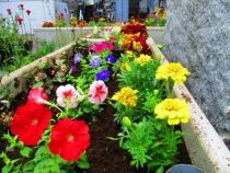 ペチュニアとマリーゴールドの画像