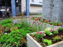 夏の北口花壇の画像