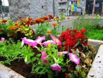 ペチュニアとポーチュラカの画像