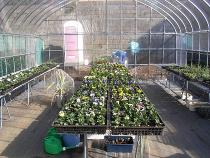 ビニールハウス内部の画像