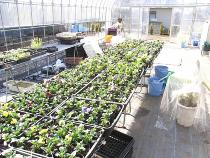 育てている苗の画像