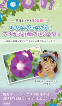 アサガオの種