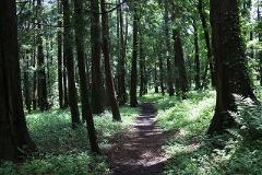 瀬谷市民の森の写真