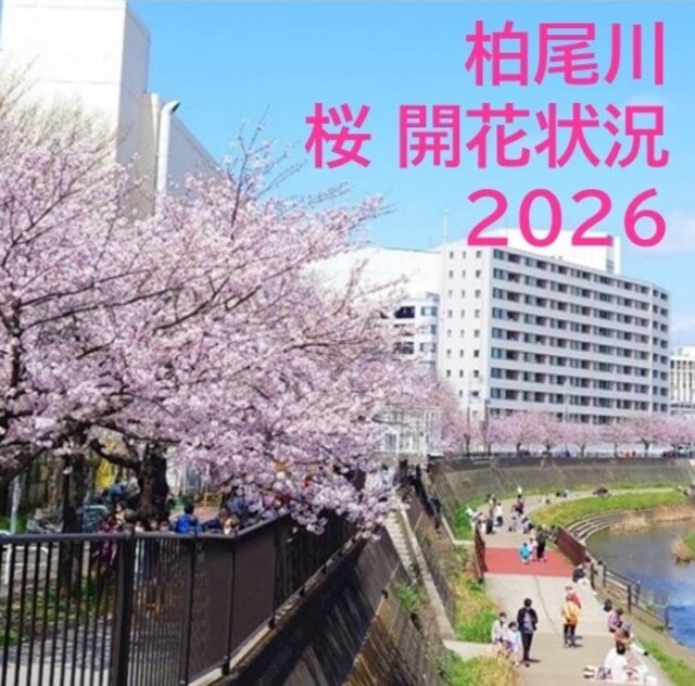 柏尾川桜開花状況2026