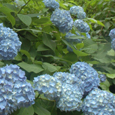 アジサイの画像