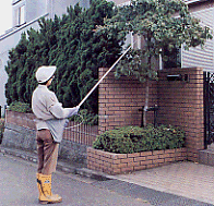 茂み内の巣に使用中の絵