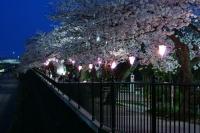h26柏尾川の夜桜