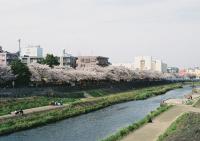 柏尾川の桜9