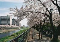 柏尾川の桜3