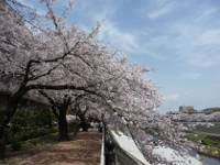 Pickup (Cherry blossoms on the Kashio River)