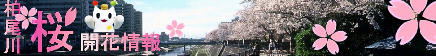 Cherry Blossom Flowering Information