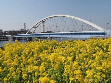 Honorable mention "Rape blossoms on the riverside, vividly"