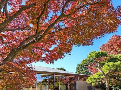 馬場花木園の紅葉