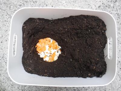 野菜くずを土に埋める写真