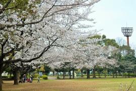 Imagen del parque de Irifune