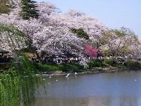 Cereja floresce de Parque de Mitsuike
