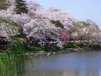 Photograph of Mitsuike Park