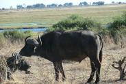 Phong cảnh Botswana 3