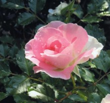 ローザ・つづきくの花