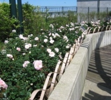 都筑中央公園円形広場の花壇