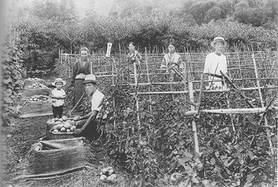 15年のトマト畑