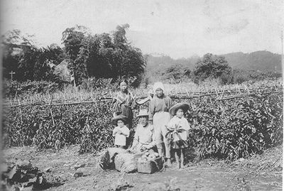 18年のトマト畑