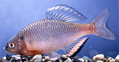 ミヤコタナゴの画像