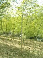 八幡山公園の竹林