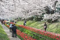 江川せせらぎ緑道の写真