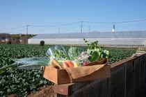 農地と都筑野菜の写真