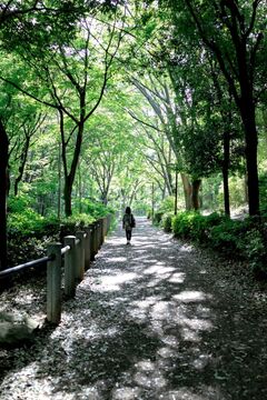 緑道の写真