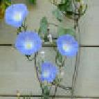 セイヨウアサガオ