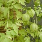 フウセンカズラ