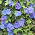 シュッコンアサガオ