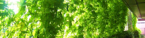 緑のカーテン画像