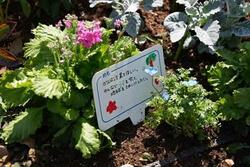 つづき彩りガーデン