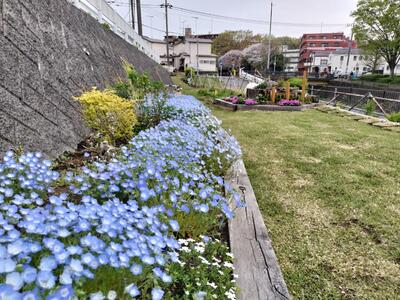 HRGネモフィラ花壇