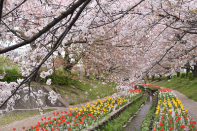 江川せせらぎ緑道