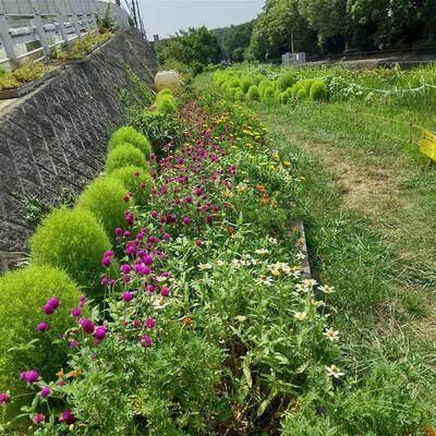 コキア咲く花壇