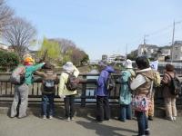 お花見ウォーク4