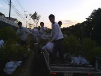 ヒメツゲ作業の様子2