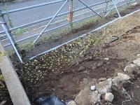 キリンソウなどのセダム