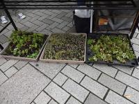 ふれあいフェスタ中川3